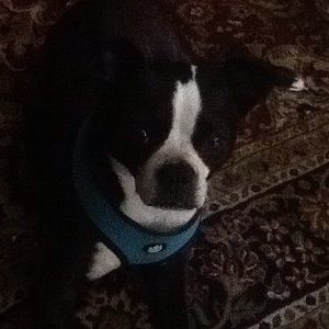 Meet your Posher, George